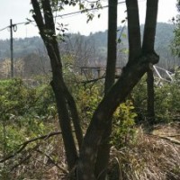 叢生桂花叢生香樟叢生紫薇出售