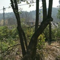 叢生香樟4桿分別20/16/16/12公分一枝