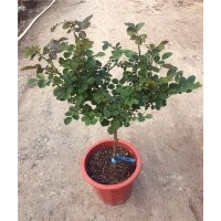 棒棒糖月季基地批發(fā)價格，