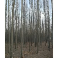 1-12公分新疆楊出售