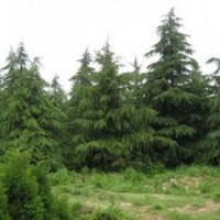 2018年的雪松價(jià)格更新報(bào)價(jià)表