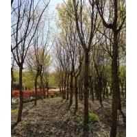 河南東潤(rùn)15公分元寶楓低價(jià)供應(yīng)