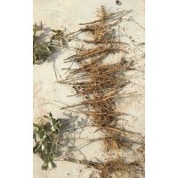 2年生紫斑牡丹種生苗