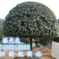 湖南桂花、新銳園林周年慶推出有史以來精品桂花直銷