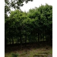 低價優(yōu)惠處理香樟樹