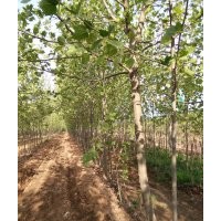 常年銷售法桐欒樹櫸樹