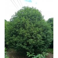 銷售雞爪槭紅楓海棠桂花紅梅櫻花無患子