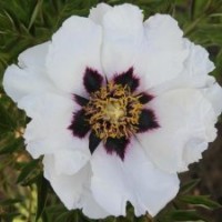 紫斑牡丹 品種嫁接苗 黑發(fā)女郎