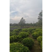 變色女貞精品球大量供應：變色女貞