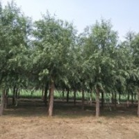 河北省18公分旱柳價(jià)格