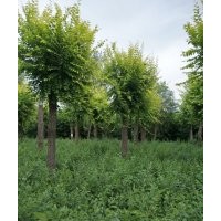 河北省18公分金葉榆價(jià)格