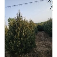 精選白皮松貨源，暢購(gòu)無(wú)憂，好貨價(jià)低