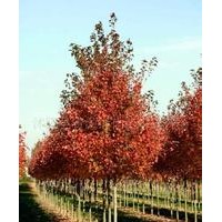 江蘇南京20公分楓香價(jià)格多少精品楓香供應(yīng)