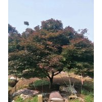 供應(yīng)8——12公分中國(guó)紅楓