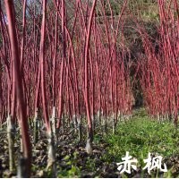 小苗系列——赤楓小苗