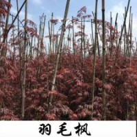小苗系列——羽毛楓小苗