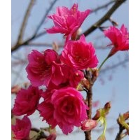 迎領(lǐng)新潮流的臺(tái)灣牡丹櫻