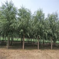 旱柳價格，旱柳圖片，14公分旱柳價格