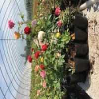 月季扦插小苗實(shí)拍圖