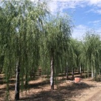垂柳_垂柳樹苗_垂柳價格_垂柳圖片