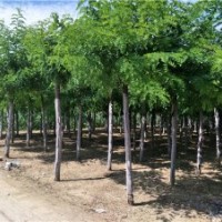 刺槐樹_刺槐樹價格_刺槐樹圖片