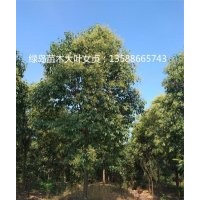 浙江大葉女貞供應(yīng)商