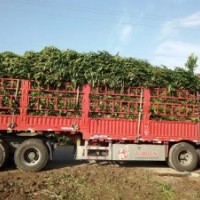 法國(guó)冬青基地：江西南昌市哪里有高度50-220公分法國(guó)冬青綠籬苗賣