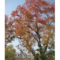 供應(yīng)10公分12公分15公分18公分烏桕價(jià)格 南京烏桕產(chǎn)地