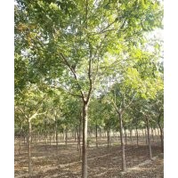 供應(yīng)欒樹12公分14公分15公分