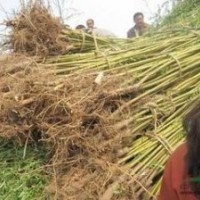 供應(yīng)10公分12公分15公分垂柳價(jià)格 南京垂柳產(chǎn)地