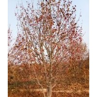 八棱海棠樹報(bào)價(jià) 八棱海棠樹13公分高度350冠幅350