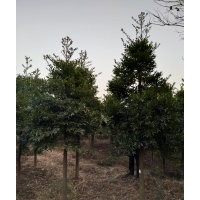 江西竹柏價(jià)格、南昌竹柏基地、江西省南昌市附近哪里有竹柏賣