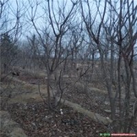 濟(jì)南叢生黃櫨基地