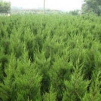苗圃供應(yīng)2.3米蜀檜價(jià)格 南京蜀檜基地