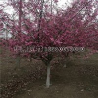 垂絲海棠基地2-10公分的報價及現(xiàn)場圖片