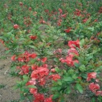 貼梗海棠的市場(chǎng)行情是怎樣的，多少錢(qián)一棵