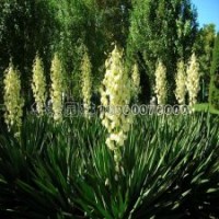 劍麻的市場行情及報(bào)價(jià)