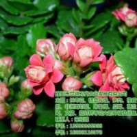 花卉批發(fā)基地_三門峽花卉_世錦花卉(圖)