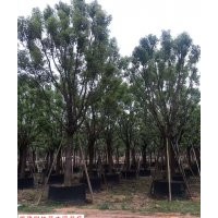 供應(yīng)各種規(guī)格福建香樟 香樟供應(yīng)基地 全冠香樟哪里有 香樟價(jià)格