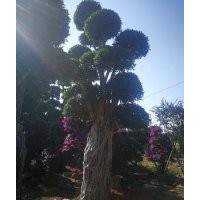 云南保山造型小葉榕♨全冠榕樹樁頭♔造型三角