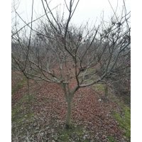 紅葉石楠 羅漢松 羽毛楓 三角楓 雞爪槭 紅楓出售