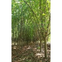 河北北美海棠 保定北美海棠 定興縣北美海棠3-6公分