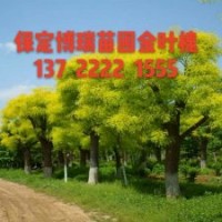 金葉白蠟價(jià)格，10公分金葉槐多少錢，金葉白蠟基地