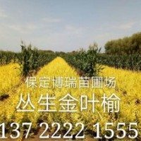 金葉榆價(jià)格，金葉槐報(bào)價(jià)，紅花槐基地，河北黃金槐