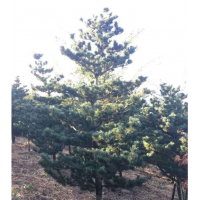 五針?biāo)?/></a>
<div><a href=