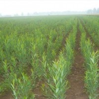 冠幅飽滿、樹形優(yōu)美的柳樹賣多少錢