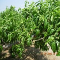 江蘇桃樹基地，3公分6塊錢，優(yōu)質(zhì)貨源