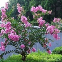 8公分紫薇花，205元裝車，都是精品苗