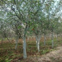 江蘇產(chǎn)地大量出售大小規(guī)格的垂絲海棠苗