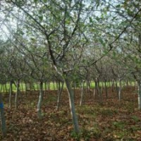 產(chǎn)地直銷6公分的垂絲海棠，苗源充足